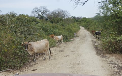 Animales. Se debe circular  entre decenas de vacas, venados y otros animales para lograr llegar a otras comunidades.