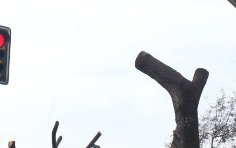 Plan. Desde el Municipio se trabaja, además, en el desarrollo de un plan para reforzar la estrategia contra la cochinilla.