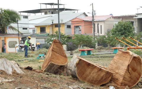 Cuadrillas de Áreas Verdes realizan poda, desbroce, fumigaciones, limpieza y desalojo de material en el área.