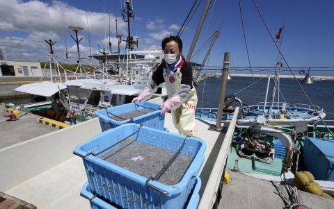 Una mujer carga un camión con cajas de morrallas en el puerto pesquero de Ukedo, cerca de la central nuclear de Fukushima.