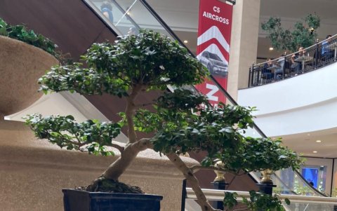 Un bonsai que fue parte de la exhibición que se realizó en el Village.