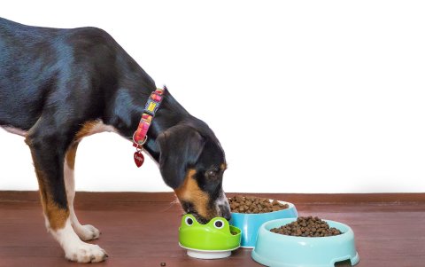 La comida de animales incrementó debido acostos de operación, aranceles y el incremento del diésel.