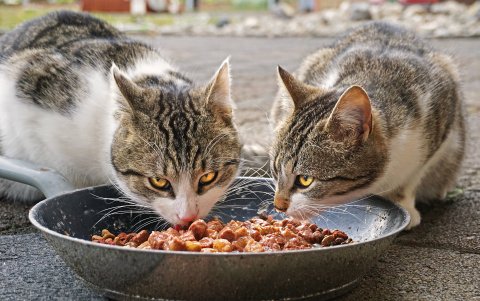 Su comida debe contener nutrientes como el fósforo, calcio y magnesio para garantizar una buen salud gatuna