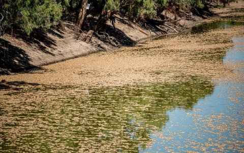 Miles de peces muertos en Australia a causa del calor y las altas temperaturas del agua la pasada primavera.