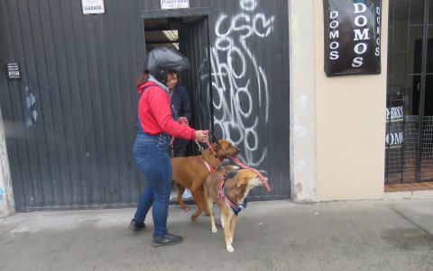 Itinerario. Natalia Salazar se acerca a una de las casas a recoger a dos de las mascotas que iniciarán un paseo por la ciudad.
