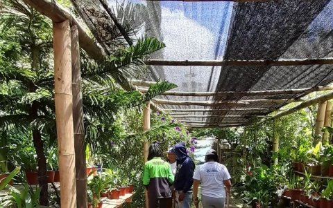 Repoblar. Varias personas recorren uno de los viveros que sostienen la siembra de nuevas plantas.