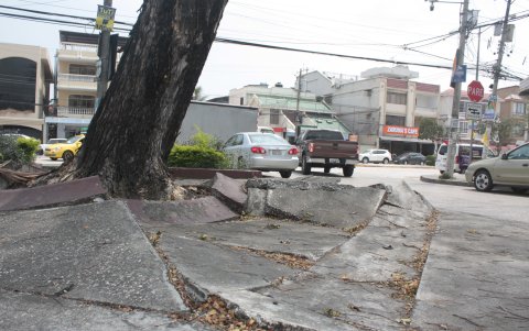 Los parterres de las avenidas Leopoldo Benítez y Hermano Miguel están agrietados.