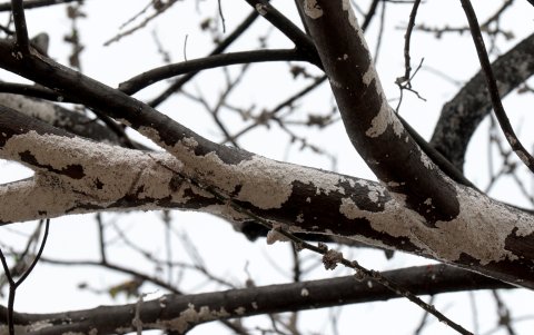 Así se 'visten' ahora los árboles de Las Acacias y otros sectores del sur por la cochinilla.