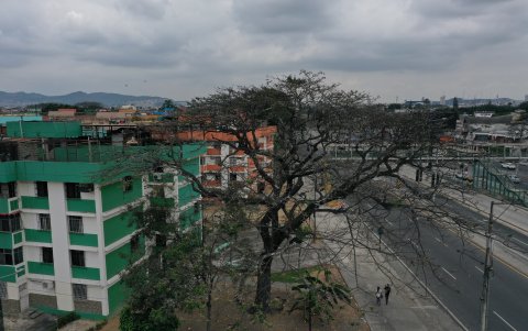 Uno de los árboles icónicos del sector de Las Acacias, por la avenida 25 de Julio, ahora luce seco y negruzco. Ya no da sombra.