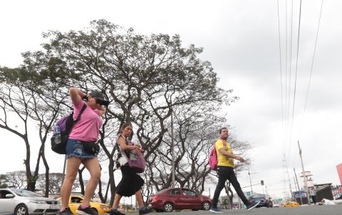 Saiba. Igual ocurre en la ciudadela La Saiba La Pradera, donde los vecinos lamentan que no exista un plan de prevención que evite más daño al arbolado.