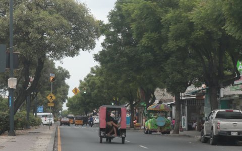 Guasmo. En la avenida Abdón Calderón, la mayoría de sus ejemplares se mantienen con las copas verdes y frondosas, aunque las de guayacán están venciéndose frente a la plaga.