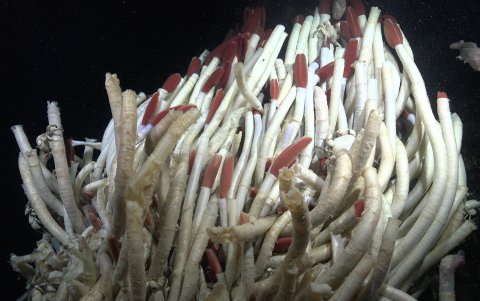 Fotografía cedida por el Schmidt Ocean Institute que muestra un grupo de gusanos tubulares de riftia cerca a un nuevo campo de respiraderos hidrotermales