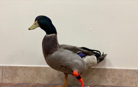 La empresa no solo fabrica prótesis para mascotas como perros y gatos, sino que también lo ha hecho con otras especies