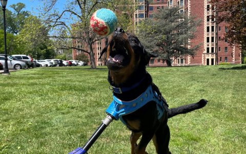 Las prótesis ayudan a los animales a recuperar su movilidad y a mejorar su calidad de vida