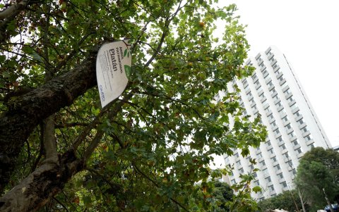 Cuidado. Los árboles catalogados no pueden ser talados o podados sin autorización.