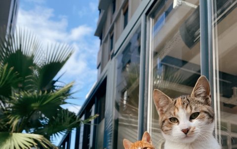 Un grupo de gatos descansa lejos de sus casas en un espacio urbano.