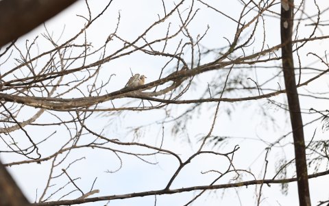 Son pocas las aves que se posan en los árboles resecos como consecuencia de la cochinilla y falta de agua.