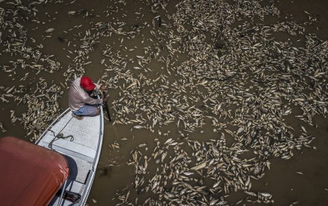 Fotografía aérea que muestra al barquero Paulo Monteiro da Cruz, de 49 años, mientras navega en su embarcación entre miles de peces muertos por el calor y la acidez del agua,