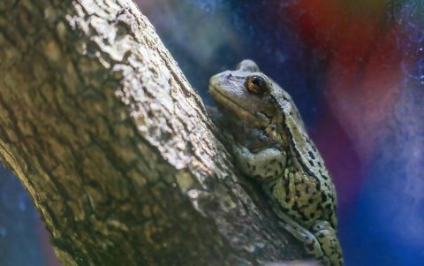 El macho adulto suele medir unos cinco centímetros, dos menos que la hembra. La especie debe su nombre a la bolsa marsupial que tiene la madre en su espalda, donde quedan los huevos fecundados.
