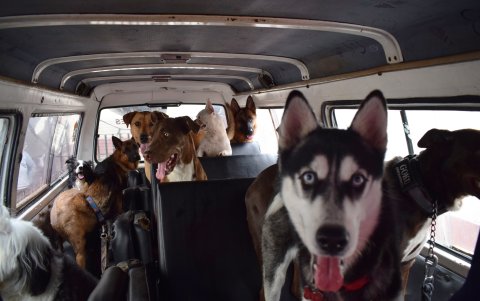 En el expreso canino los perritos no van en jaulas, viajan libres.