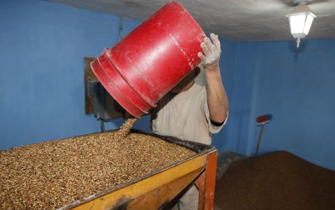 La siembra y producción de la máchica les dio un nombre característico a los latacungueños. La tradición se ha perdido con los años, por la industria y el medio ambiente.