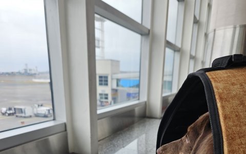 Aires. Animal Travel acompaña a mascotas hasta su país de destino, como un amigo de viaje.