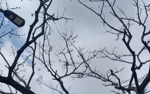 Los árboles de la etapa 11 de la Alborada permanecen sin vida hace meses.