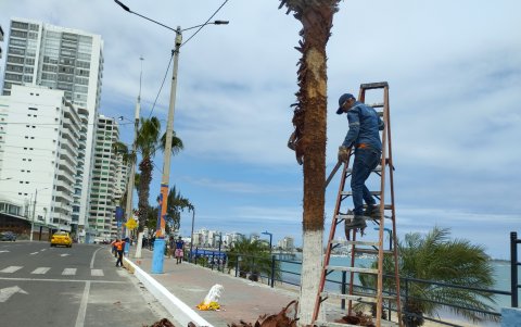 En Salinas se están podando las palmas y retirando las hojas que ya están secas.