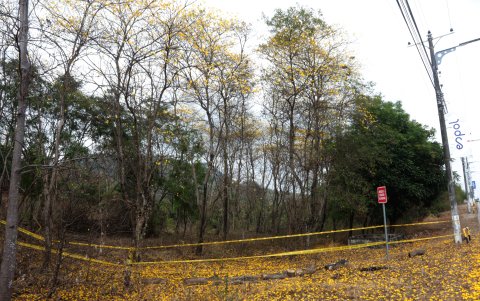 La llegada del fenómeno de El Niño anticipó el florecimiento de los guayacanes, que esperaba darse en diciembre