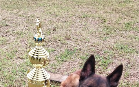 Kiana, en sus seis meses en el Cuerpo de Bomberos de Ambato, ganó un  trofeo en los concursos de búsqueda.