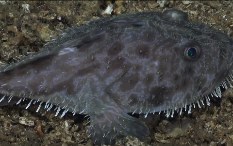 La especie obtiene su apodo de 