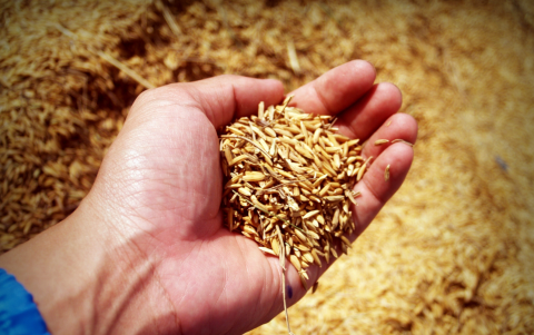 Arroz integral - Hacer un cambio al carbohidrato que está consumiendo podrá generar beneficios a su salud