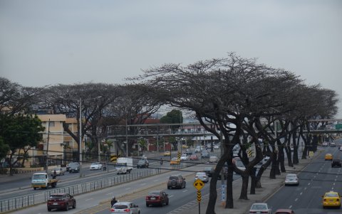 A lo largo de la avenida 25 de Julio, sur de la ciudad, se observan aún las copas de los árboles grises por la cochinilla.