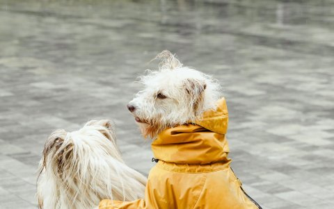 Lo recomendable es cuidarlos en casa y bañarlos cada 15 días