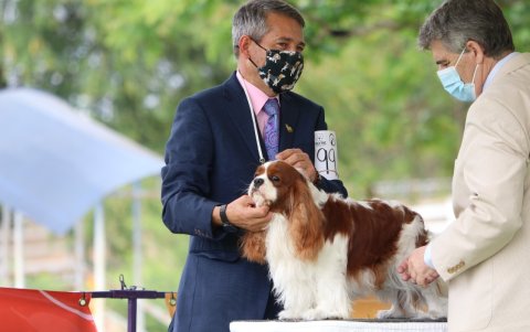 Los asistentes podrán informarse de nutrición en cachorros, nutrición geriátrica para perros y gatos, entre otros puntos.