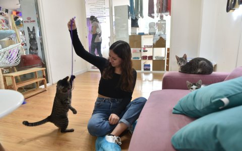 Los mininos se pasean y juegan libremente.