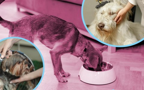 Póngales atención a sus queridos caninos