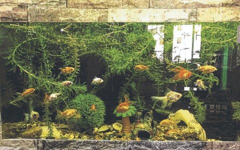 Peces. Los gobi gobi y terror verde sobreviven de la colección de Jiménez. También hay ajolotes y ranas.