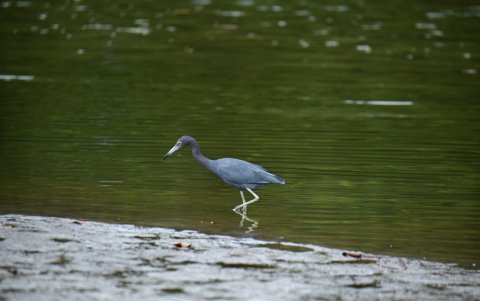Las garzas son una de las aves que más atraen la mirada de los turistas.