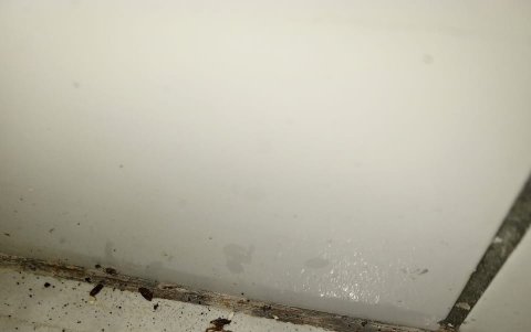 Evidencia. La Agencia de Control realizó una inspección y evidencio la presencia de plagas.