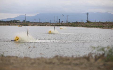 Aireadores de piscinas de camaroneras. Estos aparatos, que funcionan con energía eléctrica, oxigenan el agua para que los camarones vivan de forma plena. .