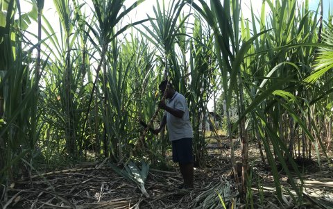 Los vecinos de los alrededores  proveen de la materia prima para elebaorar el producto.