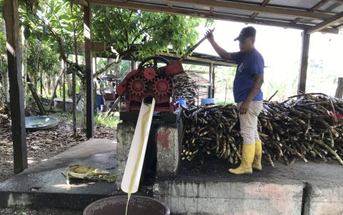El guarapo es  recolectado en un recipiente. Luego es puesto a enfriar de un día para otro. Tomás hace una muestra.