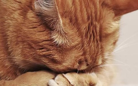 Expertos coinciden en que cuando un animal manifiesta un comportamiento anómalo, éste debe recibir un diagnóstico oportuno