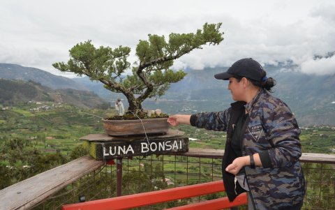 En el museo y parque de los bonsái se encuentran diferentes especies de estos árboles en miniatura.