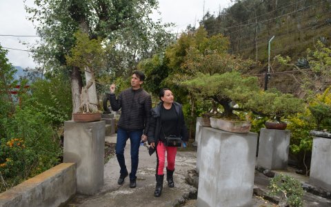 El árbol de Buganvilla es el bonsái más antiguo del Ecuador con 84 años.