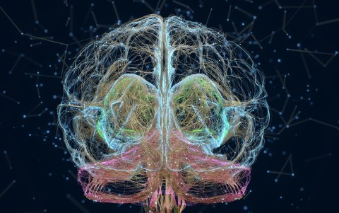 Los investigadores crearon este organoide mediante el cultivo artificial de células madre humanas.