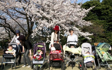 Un grupo de madres japonesas y sus niños disfrutan del espectáculo de los cerezos en flor en el parque Shinjuku, de Tokio