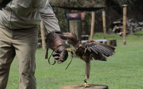 Producto del maltrato, aves no pueden volar.