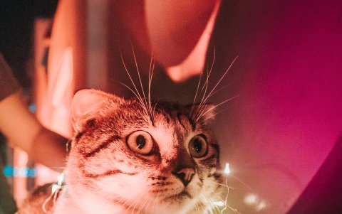 Tener luces o bolas de colores llaman la atención de los felinos.